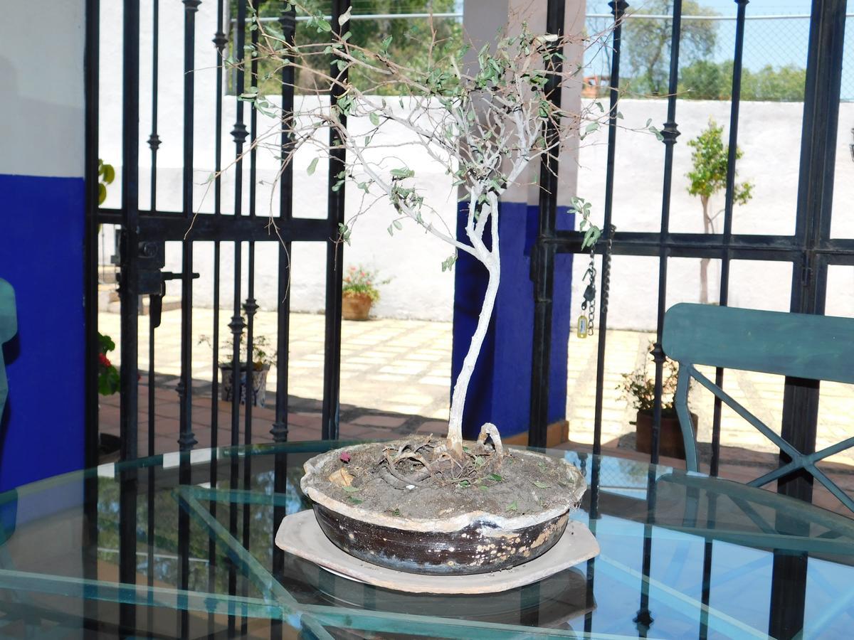 ホテルCasa Erizo 39 (Adults Only) グアナファト エクステリア 写真
